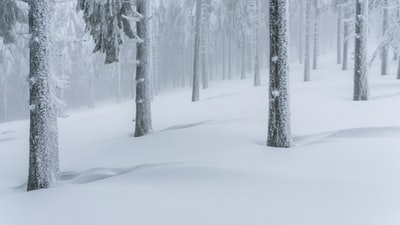 白天，雪覆盖了树木